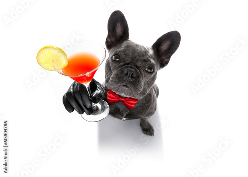 drunk french bulldog  dog cheering a toast with martini cocktail drink , looking up to owner ,   isolated on white background