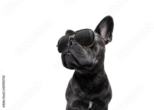cool trendy posing french bulldog with sunglasses looking up like a model , isolated on white background © Designpics