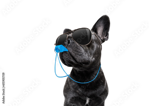Fototapeta Naklejka Na Ścianę i Meble -  referee arbitrator umpire french bulldog dog blowing blue whistle in mouth , isolated on white background