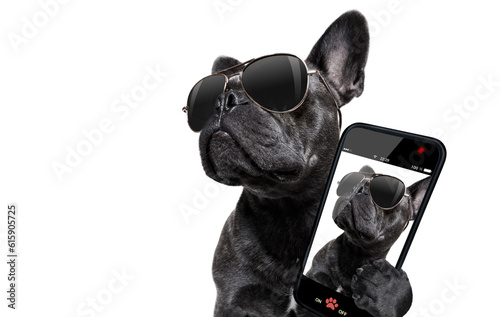 cool trendy posing french bulldog with sunglasses looking up like a model , taking a selfie , isolated on white background © Designpics