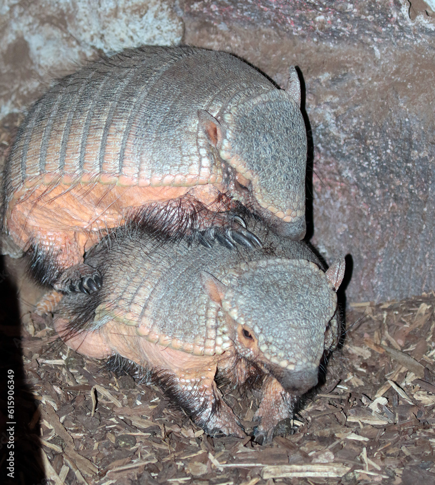 Obraz premium Dragon animal armadillo