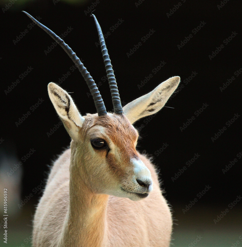 impala antelope portrait