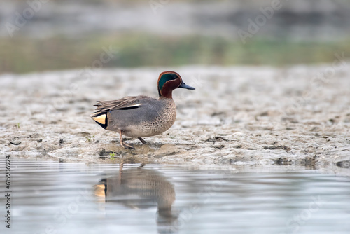 Eurasian teal or Anas crecca observed in Gajoldaba in West Bengal, India photo