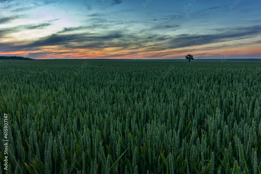 Alone tree on green wheat meadow at sunset
