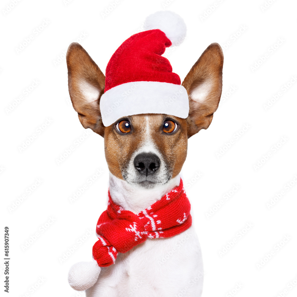 christmas santa claus jack russell dog isolated on white background with red holiday hat , funny crazy silly eyes christmas santa claus jack russell dog isolated on white background with red holiday hat , funny crazy silly eyes