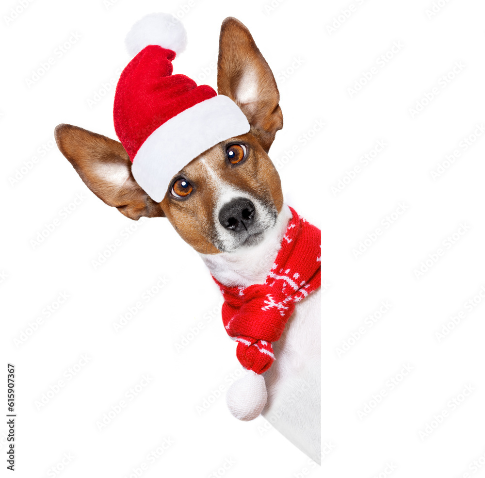 christmas  santa claus  jack russell dog isolated on white background with  red  hat , besides white banner blank placard, funny crazy  silly eyes