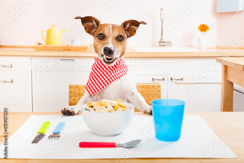 funny hungry jack russell dog  in kitchen cooking or eating on table , smacking © Designpics