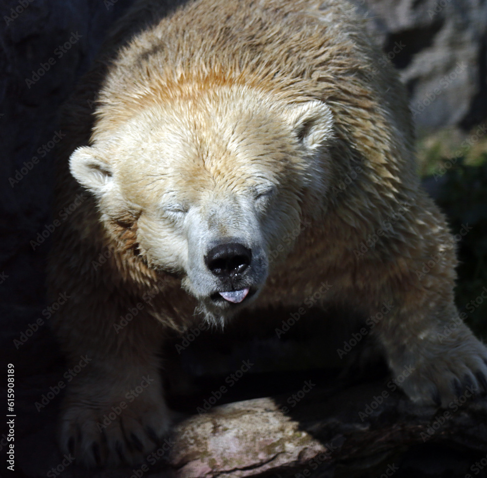 Obraz premium A Wildlife Photography Adventure