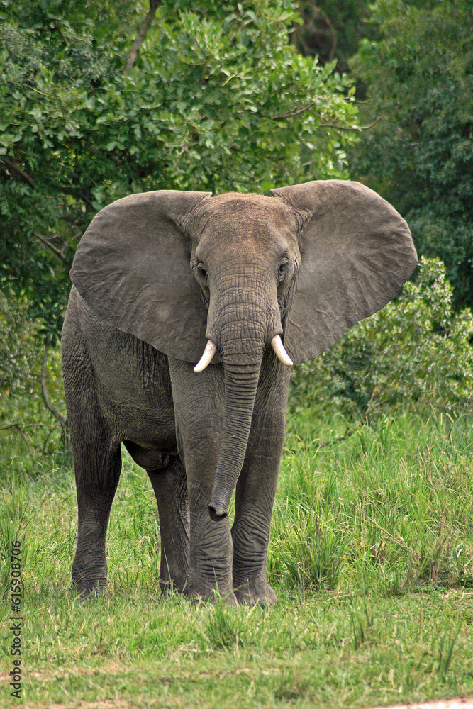 Fototapeta premium A Wildlife Photography Adventure