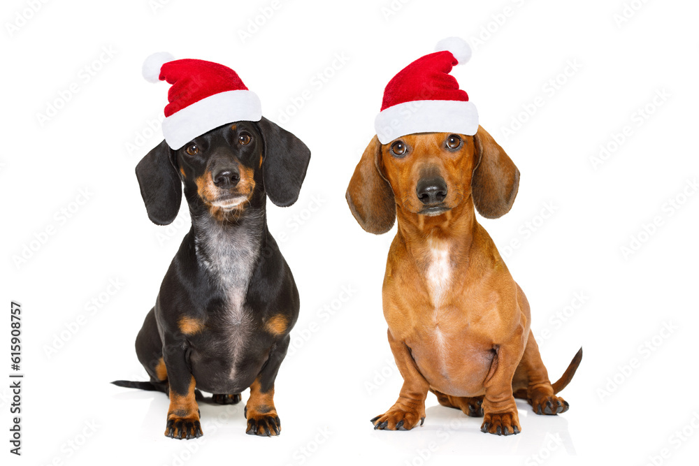 sitting and obedient couple of two dachshund or sausage santa claus dogs with red  christmas hat , isolated on white background