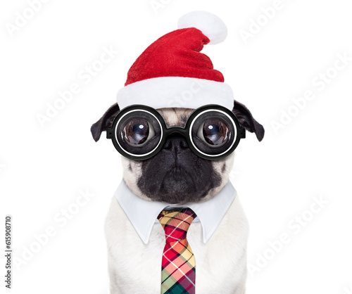 dumb crazy pug dog with nerd glasses as an office business worker, isolated on white background, on christmas holidays vacation with santa claus hat © Designpics