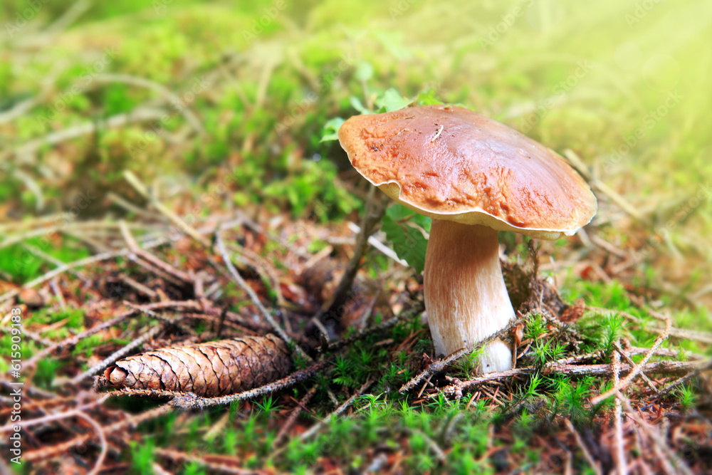 Boletus edulis is edible mushroom. Pporcini on moss in forest. Healthy and delicates food. Boletus edulis is edible mushroom. Pporcini on moss in forest. Healthy and delicates food.