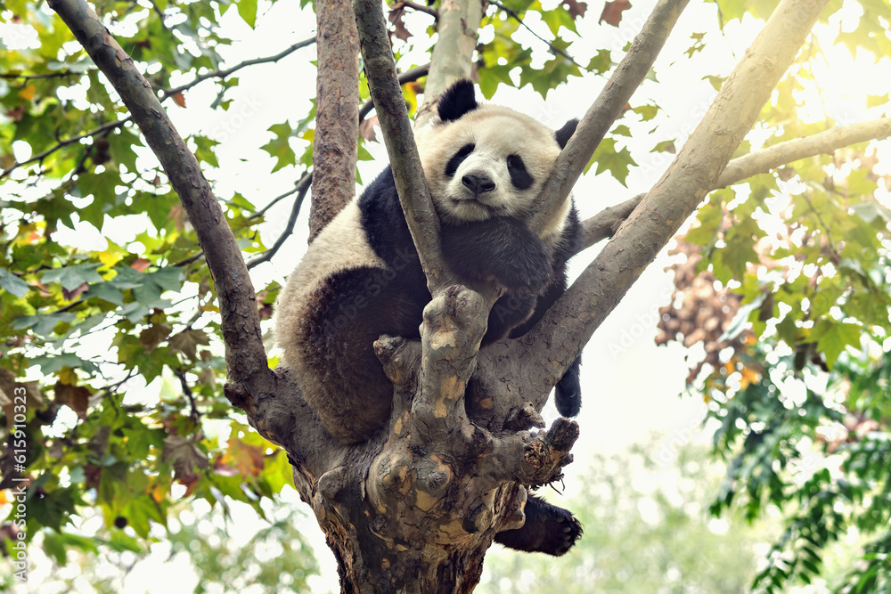 Fototapeta premium Giant Panda sleeps on the tree brunch.