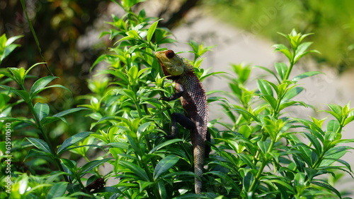 green lizard on a tree © VininduLelum