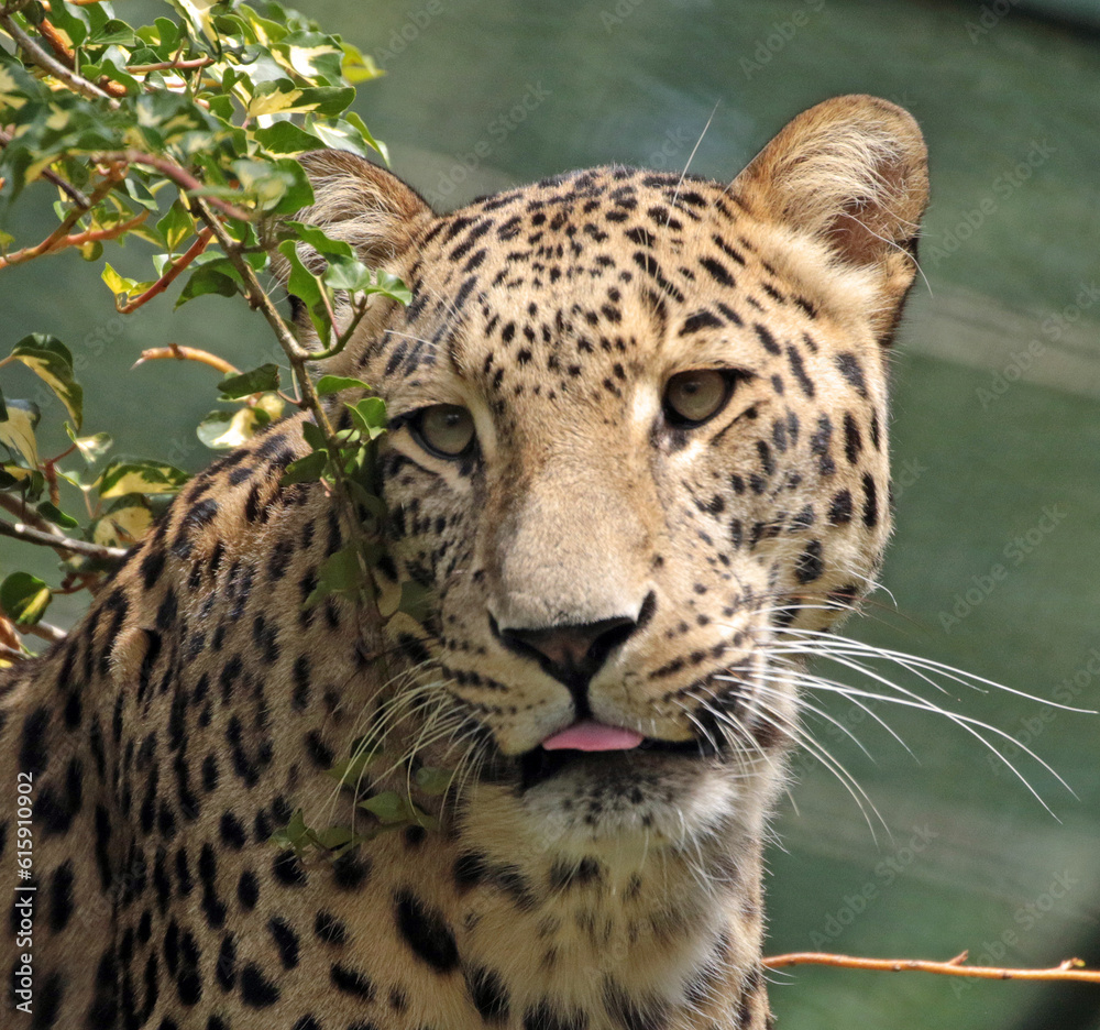 Fototapeta premium close up of leopard