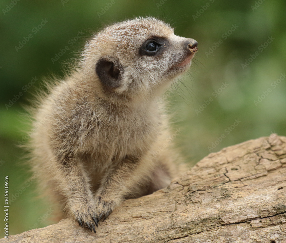 meerkat on the lookout meerkat on the lookout