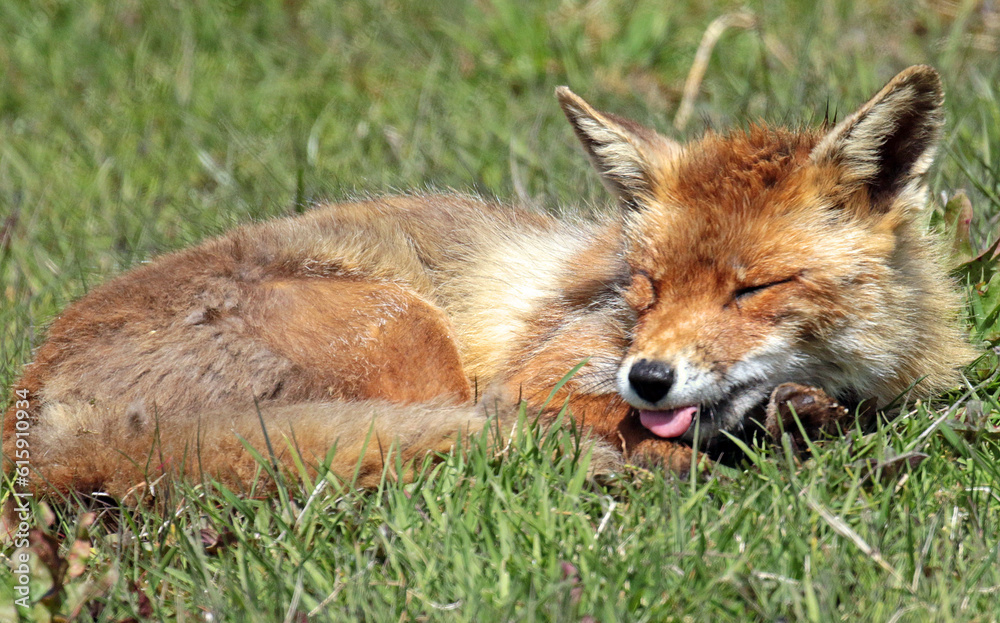 Fototapeta premium red fox in the grass