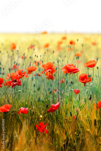 Photo of beautiful poppies blossoming in a meadow