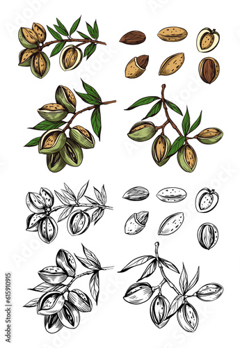 Almond vector sketch set, hand drawn illustration, nut, black outline transparent background