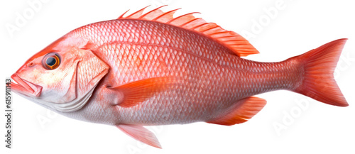 Red Snapper Fish. Isolated on Transparent Background. generative ai