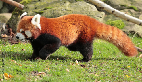 red panda bear photo
