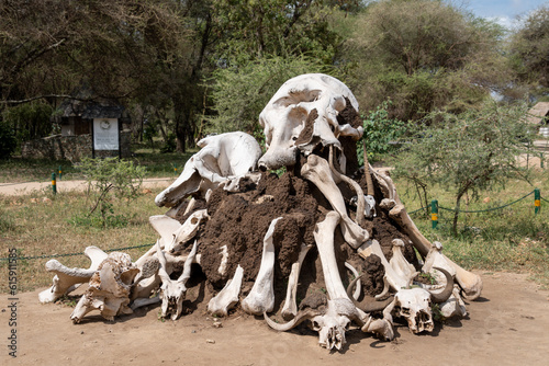 Pile of skulls and bones of elephants, cape buffalo and other animals at Tarangire National Park Tanzania