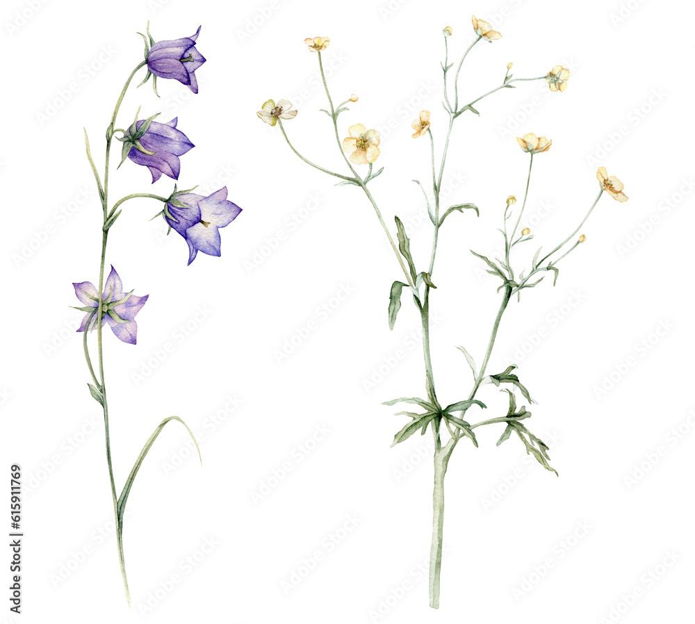 Set of the yellow flower meadow buttercup known as Ranunculus acris, sitfast, spearworts or water crowfoots. little bell, bluebell, rapunzel. Watercolor hand drawn painting illustration isolated Set of the yellow flower meadow buttercup known as Ranunculus acris, sitfast, spearworts or water crowfoots. little bell, bluebell, rapunzel. Watercolor hand drawn painting illustration isolated