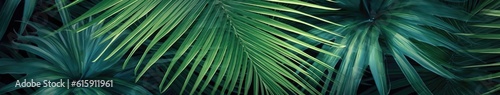 Tropical palm leaves  jungle leaf floral pattern background