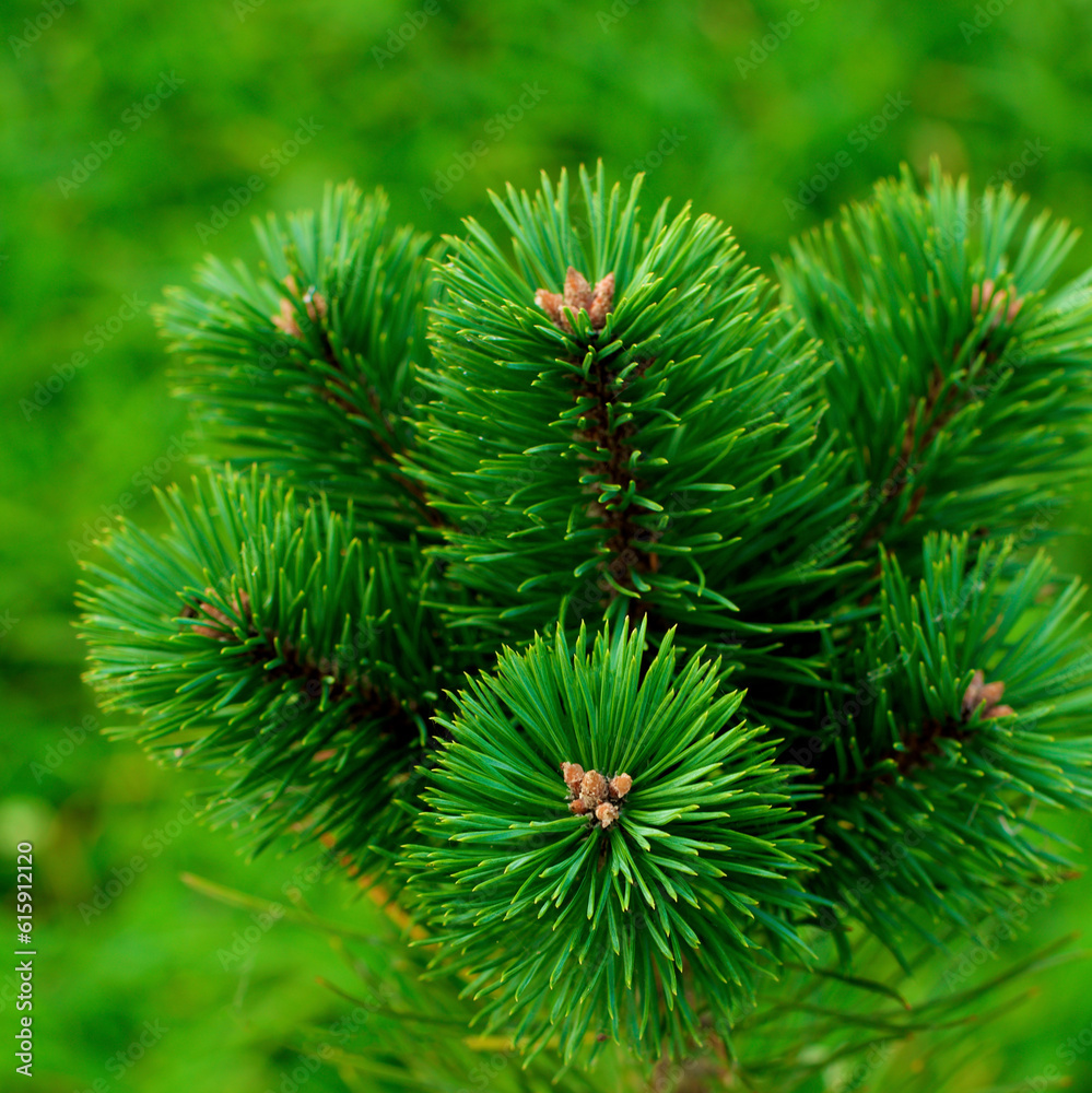 Young Green Fluffy Pine Shoots closeup on Natural Environment background Outdoors Young Green Fluffy Pine Shoots closeup on Natural Environment background Outdoors