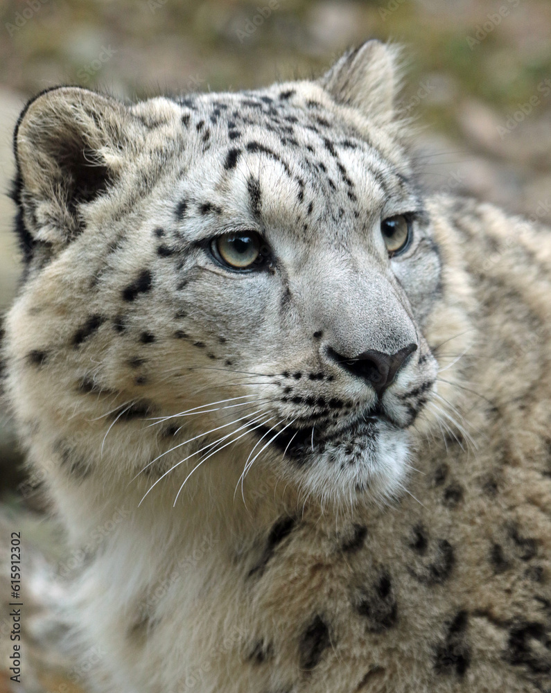 Naklejka premium portrait of a leopard