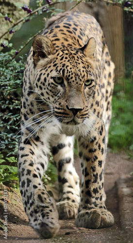 portrait of a leopard © Nafis