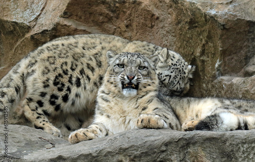 snow leopard in the snow