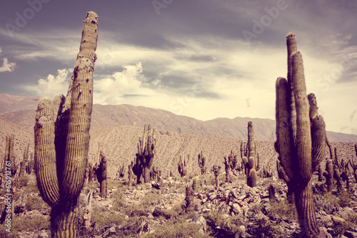 Giant cactus in the Tilcara quebrada moutains, Argentina © Designpics