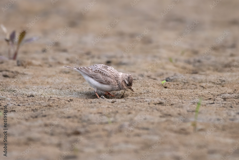 Sand lark or Alaudala raytal observed in Gajoldaba in West Bengal, India