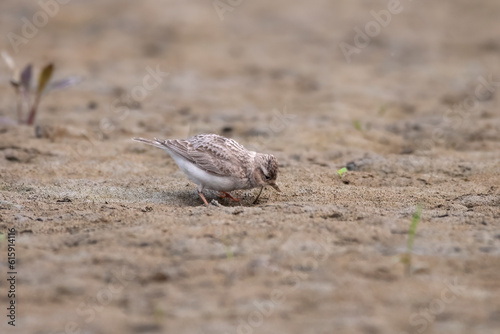 Sand lark or Alaudala raytal observed in Gajoldaba in West Bengal  India