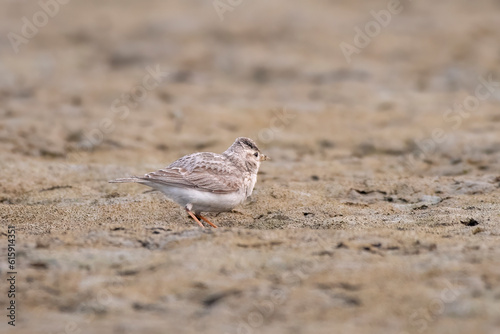 Sand lark or Alaudala raytal observed in Gajoldaba in West Bengal, India photo