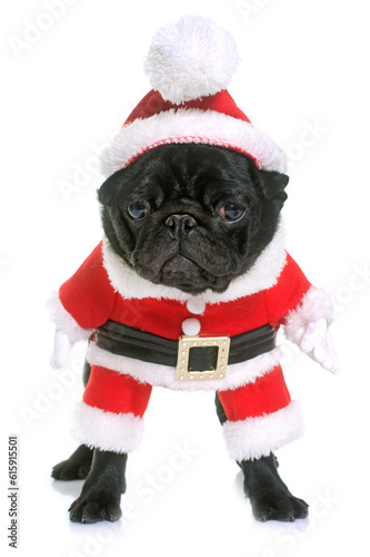 dressed puppy black pug in front  of white background © Designpics