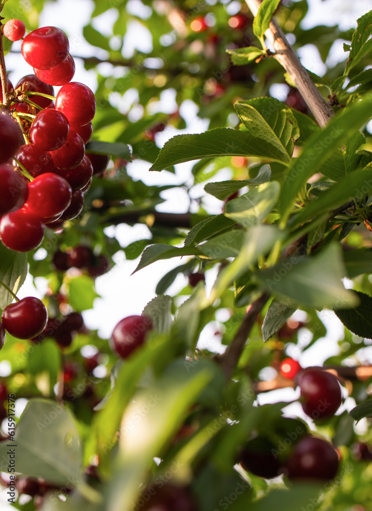 Obraz premium Ripe sour cherry trees orchard fields