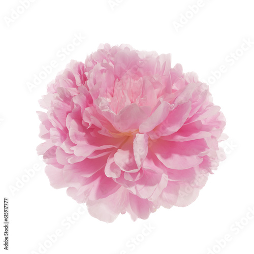 Pink peony flower isolated on white background