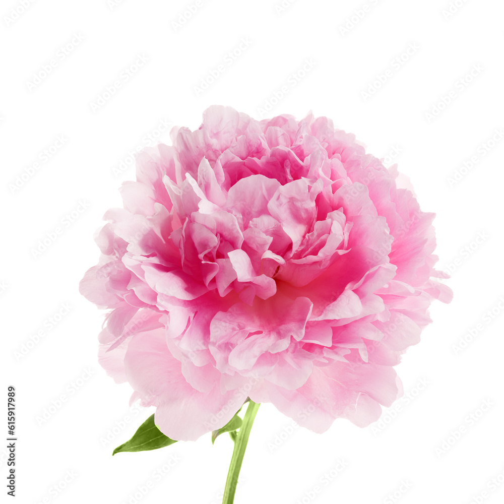Fototapeta premium Pink peony flower isolated on white background