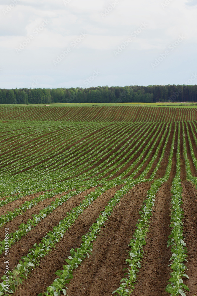 cabbage seedlings on furrows in the field. Gardening and agricultural activities during the planting period. cabbage seedlings on furrows in the field. Gardening and agricultural activities during the planting period.