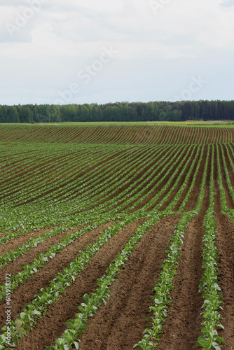 cabbage seedlings on furrows in the field. Gardening and agricultural activities during the planting period.