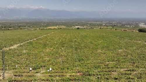 Aerial flight over beautiful vineyard landscape in Kvareli, Georgia photo