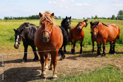 Thoroughbred horses walking in a field at sunrise. © Olga