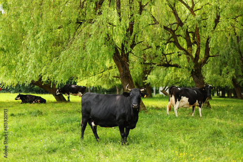 Cows om a green field eat the grass 