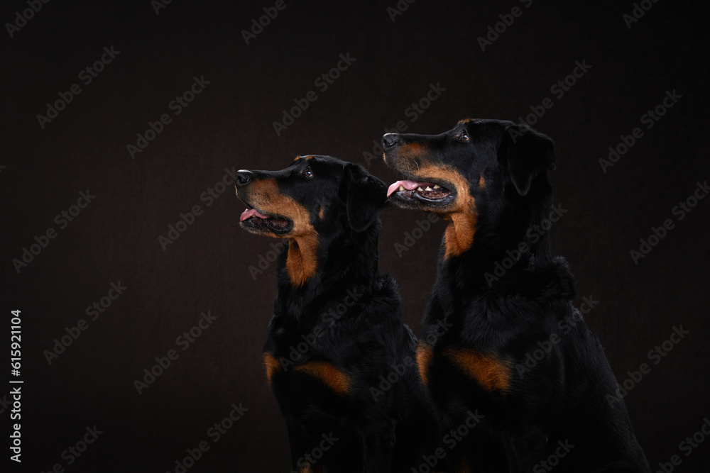 two black dogs on a black background. A couple of beauceron, a family. Pet in the studio two black dogs on a black background. A couple of beauceron, a family. Pet in the studio