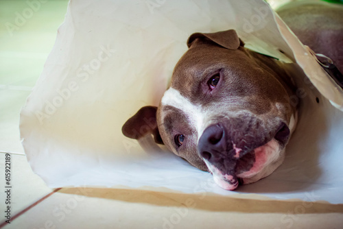 Close-up of a short haired brown and white pit bull dog lying on the white floor with a white collar on his neck looking at the camera.