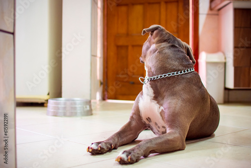 Large size brown and white pit bull dog with short hair, lying on the kitchen floor with a metal dog bowl in the background. © Mireia