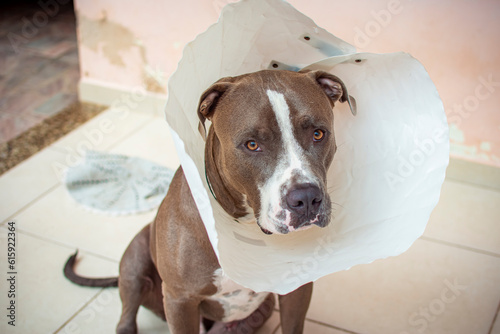 Close-up of a short haired brown and white pit bull dog sitting on a house's yard with a white collar on his neck looking at the camera.