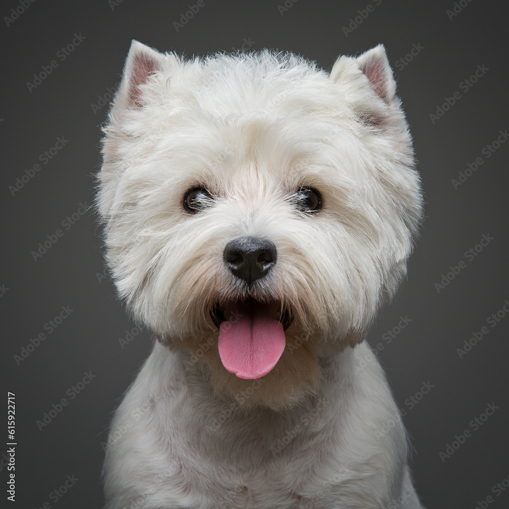 beautiful west highland white terrier dog. Closeup studio shot on dark background. Copy space. beautiful west highland white terrier dog. Closeup studio shot on dark background. Copy space.